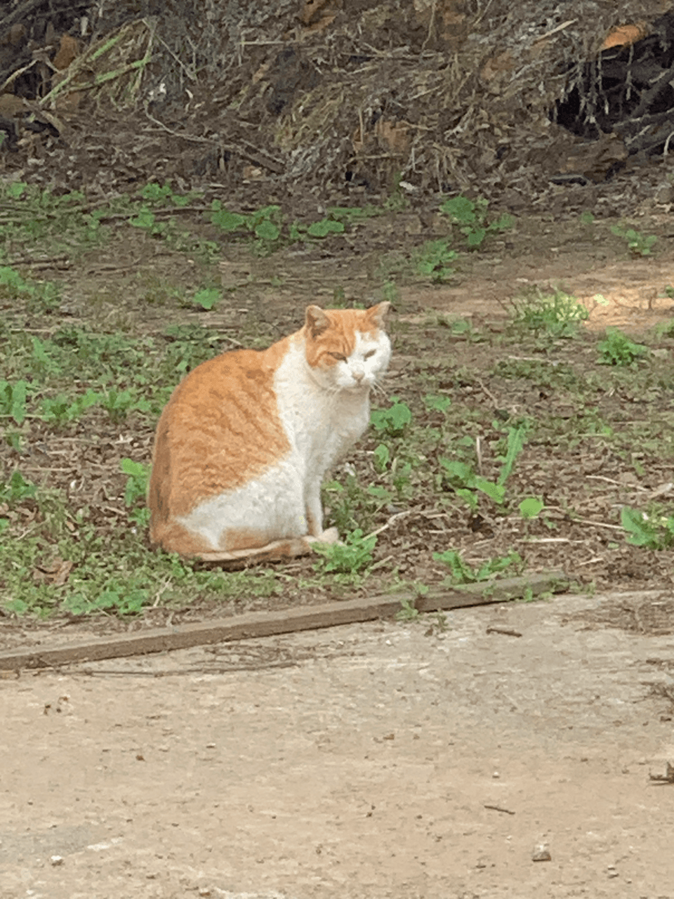 크림 치즈 쿠키