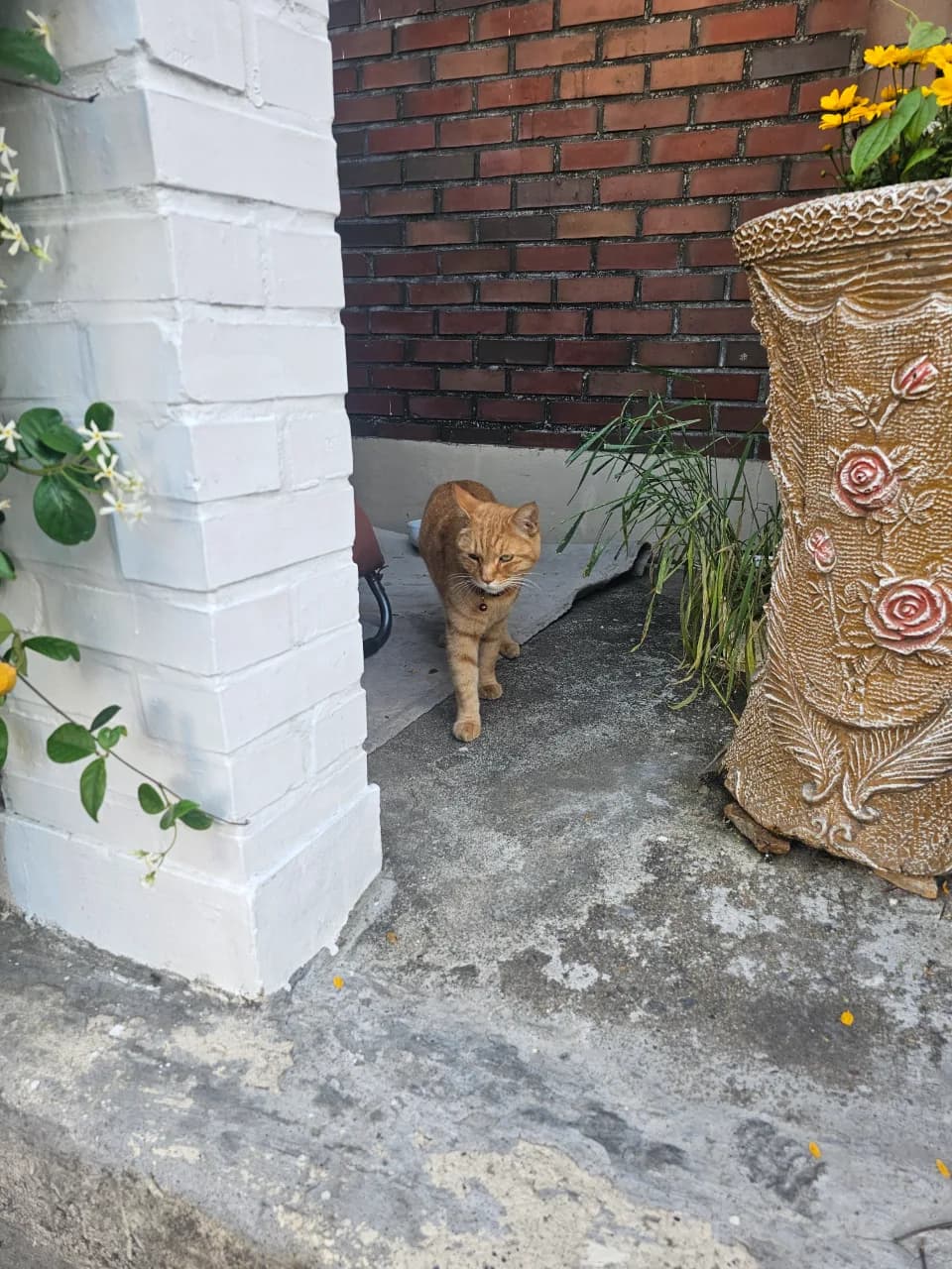 치즈