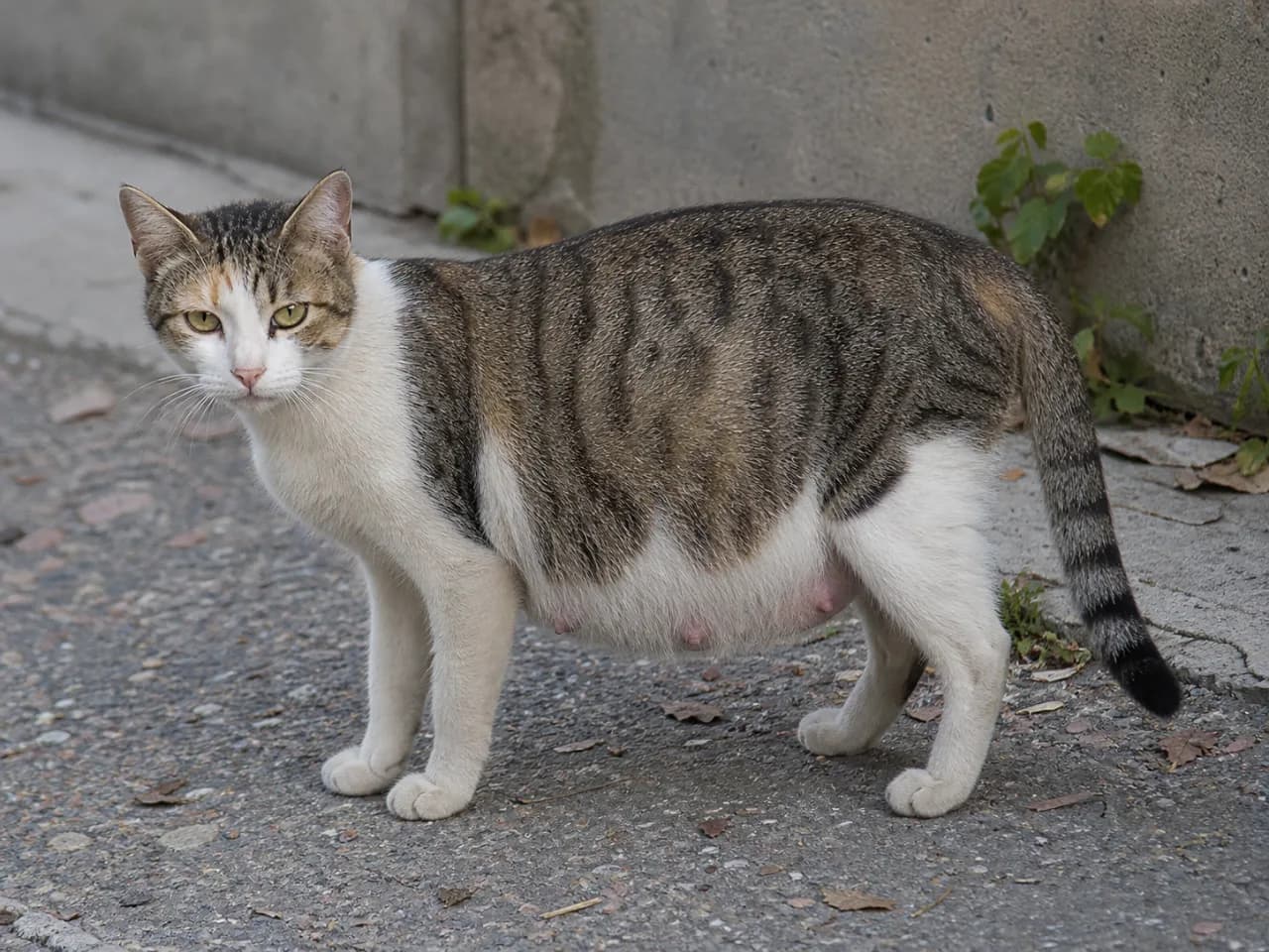 5월 임신 길고양이·아기고양이 관리법과 TNR 절차