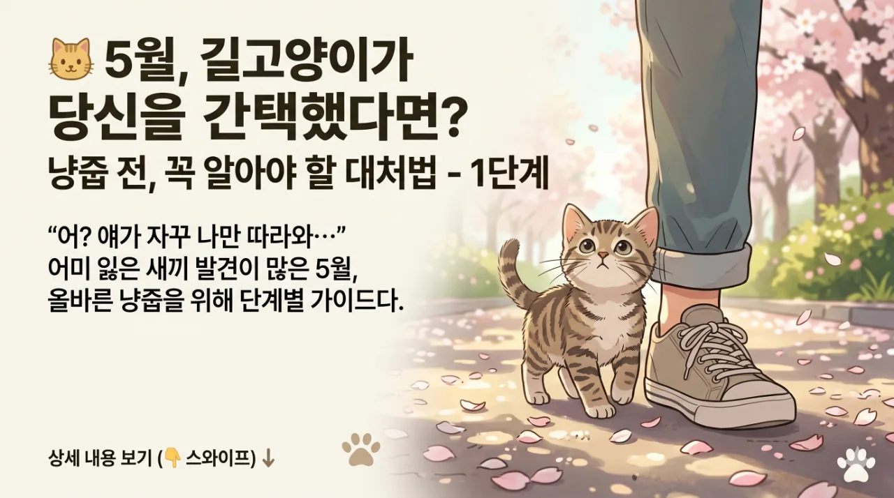 5월 아기 길고양이 간택시 냥줍 대처방법