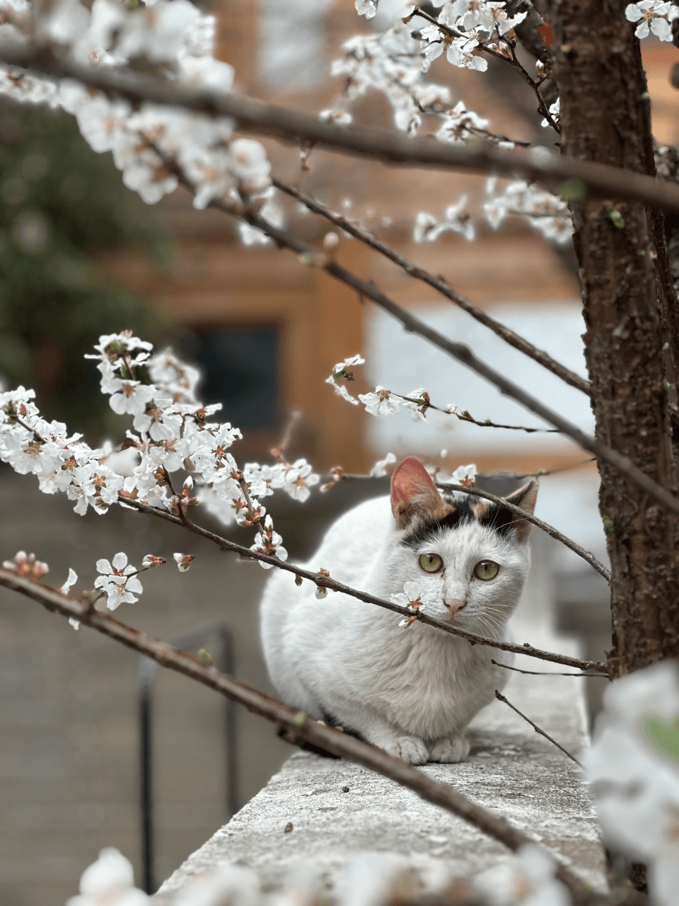 김돌김