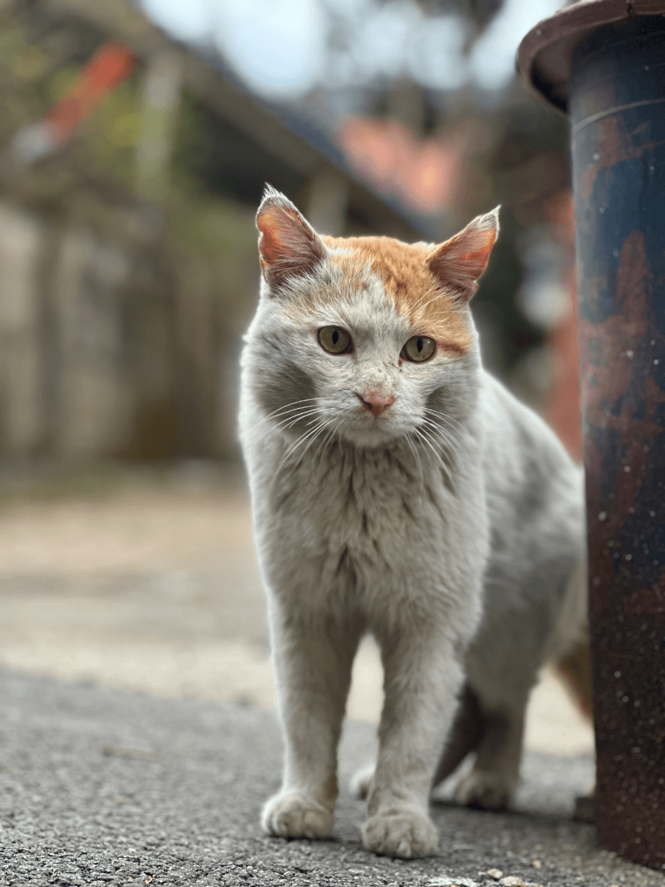 김억울