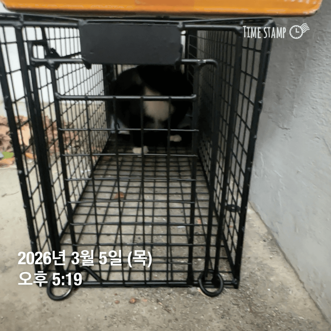 김숯댕