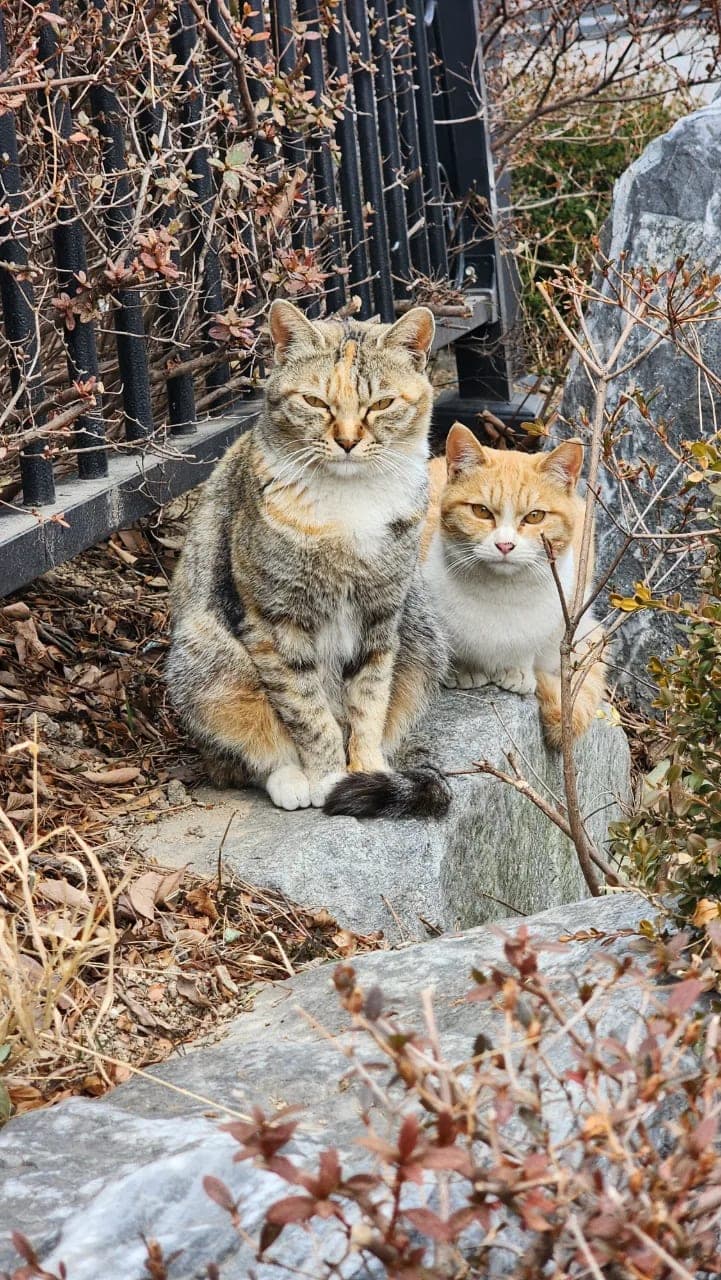 양이