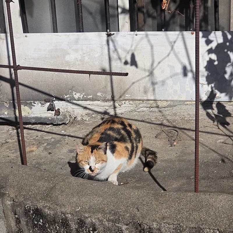 밍키