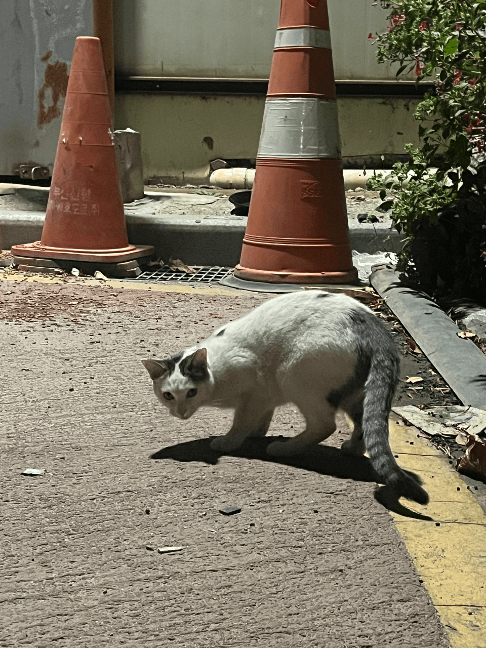 꼬리 고등어
