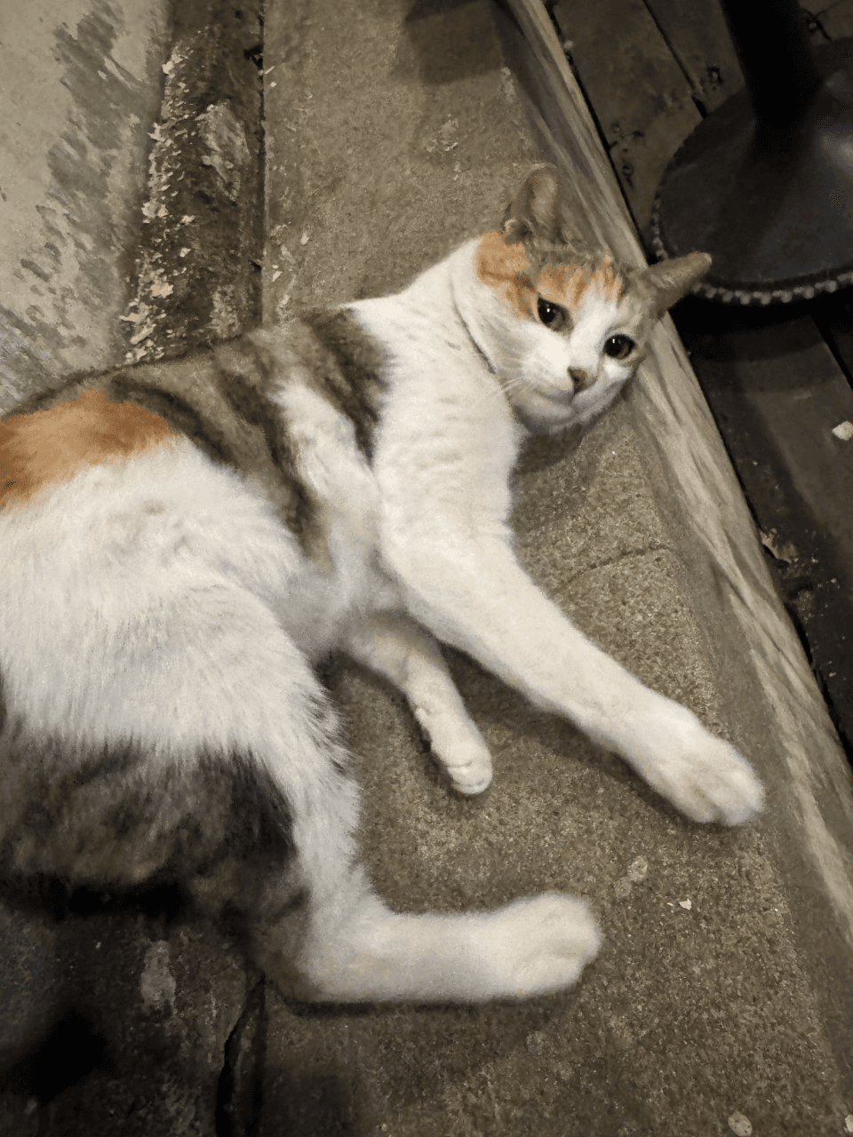 삼색이