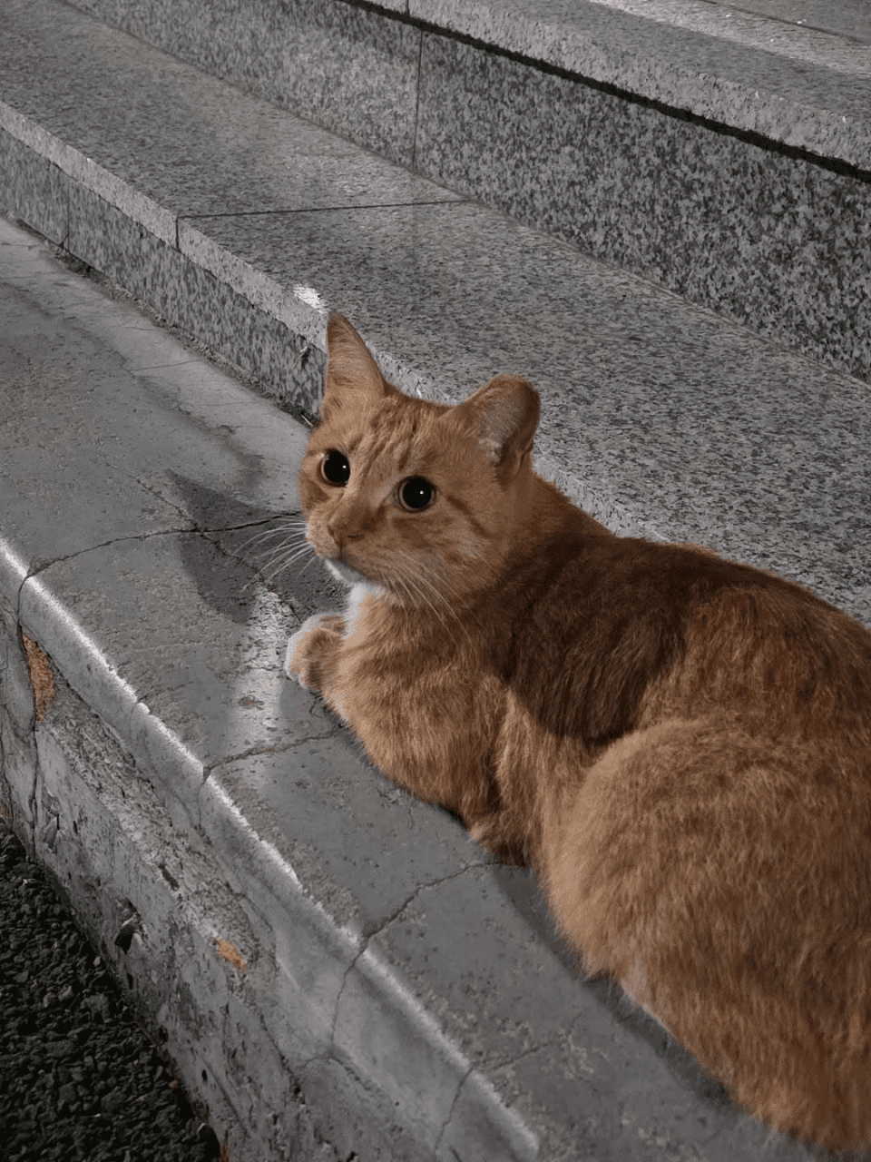 노랭이