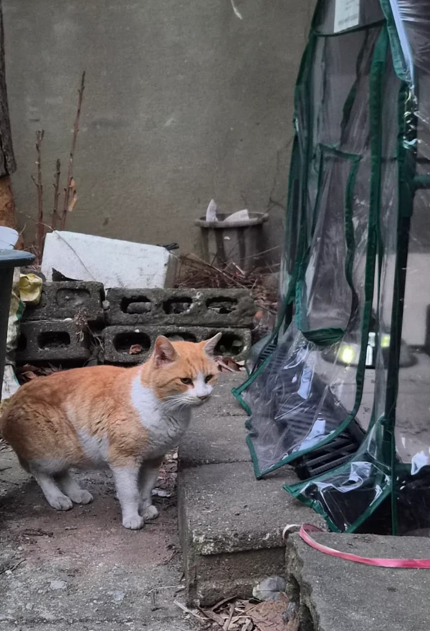 양이