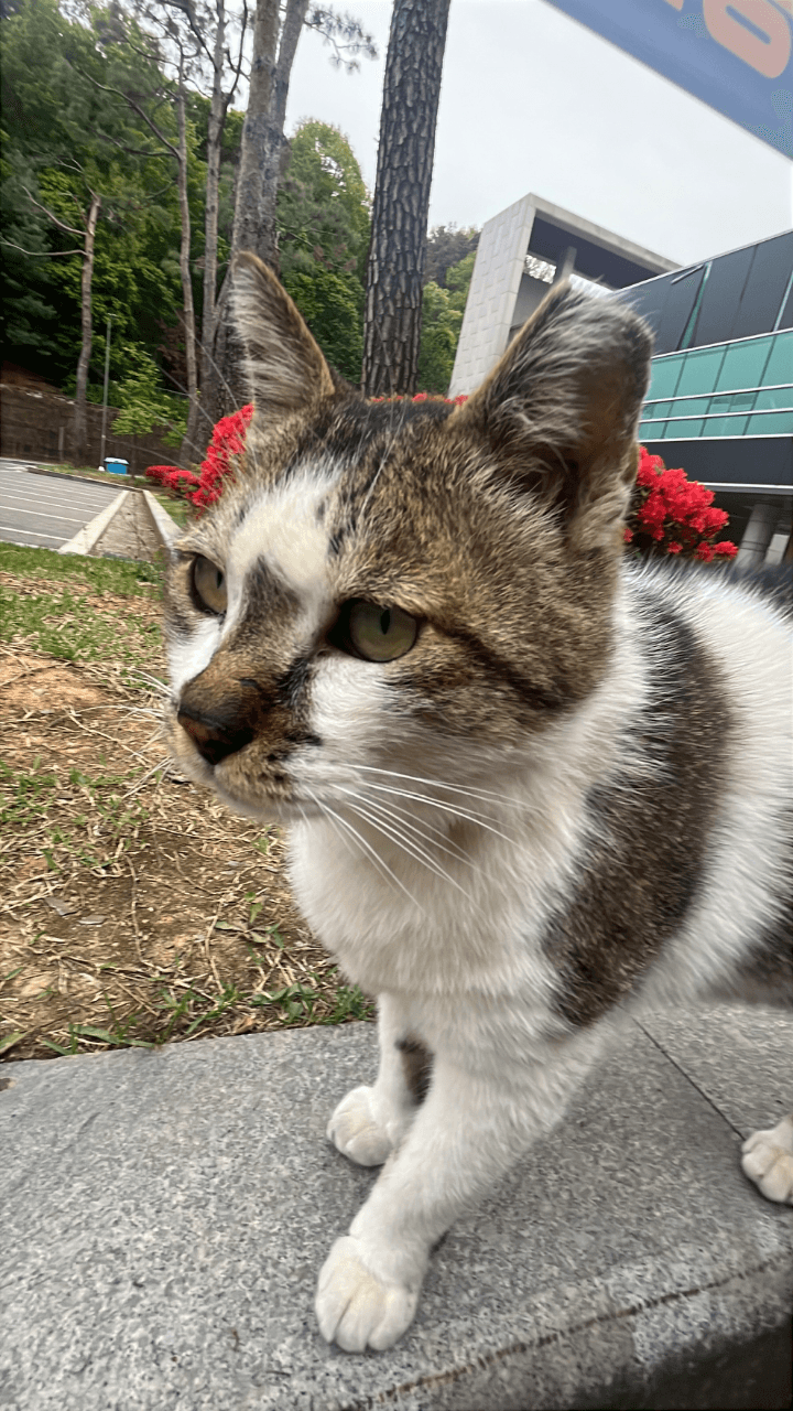대장이