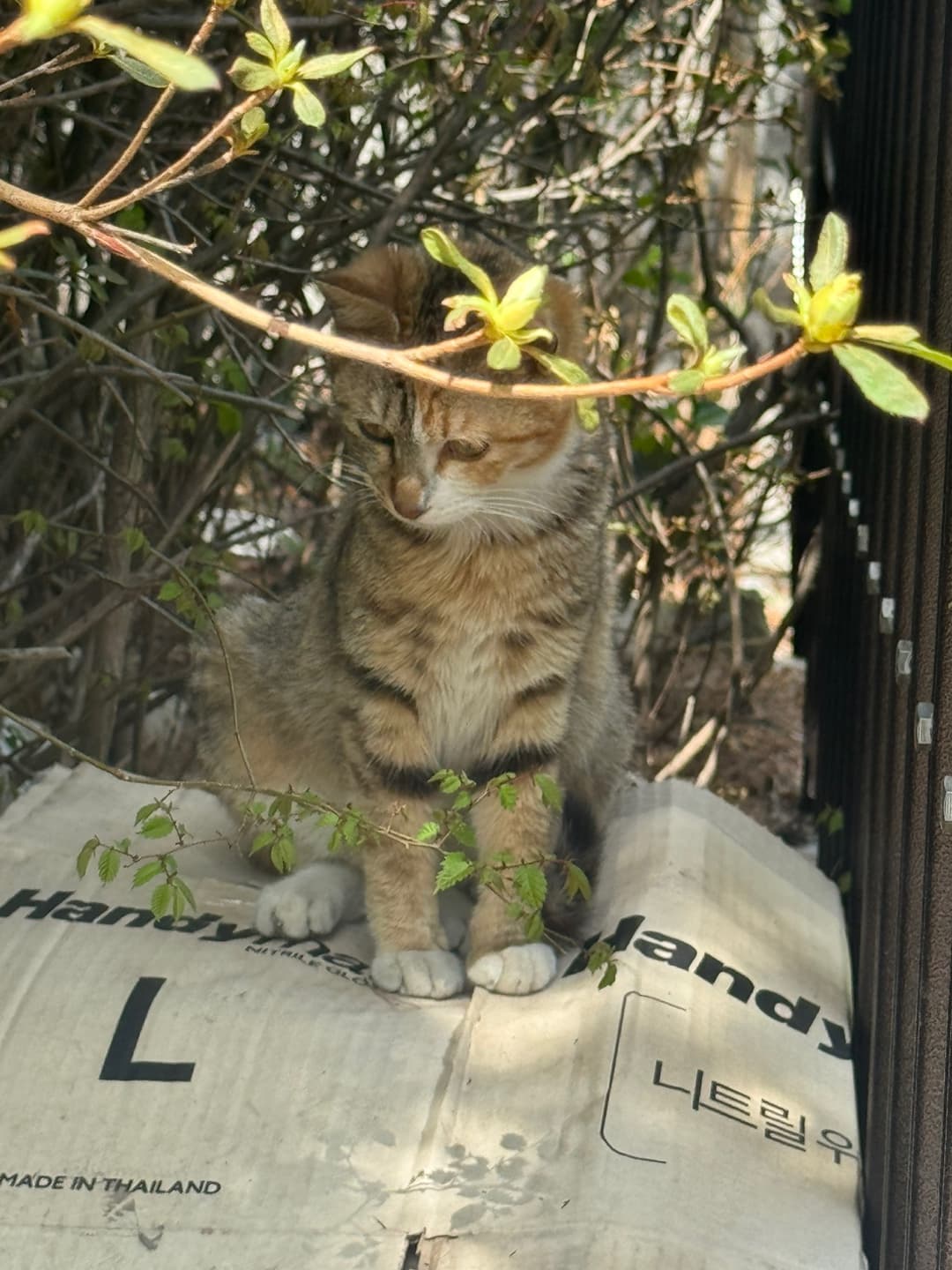 유자