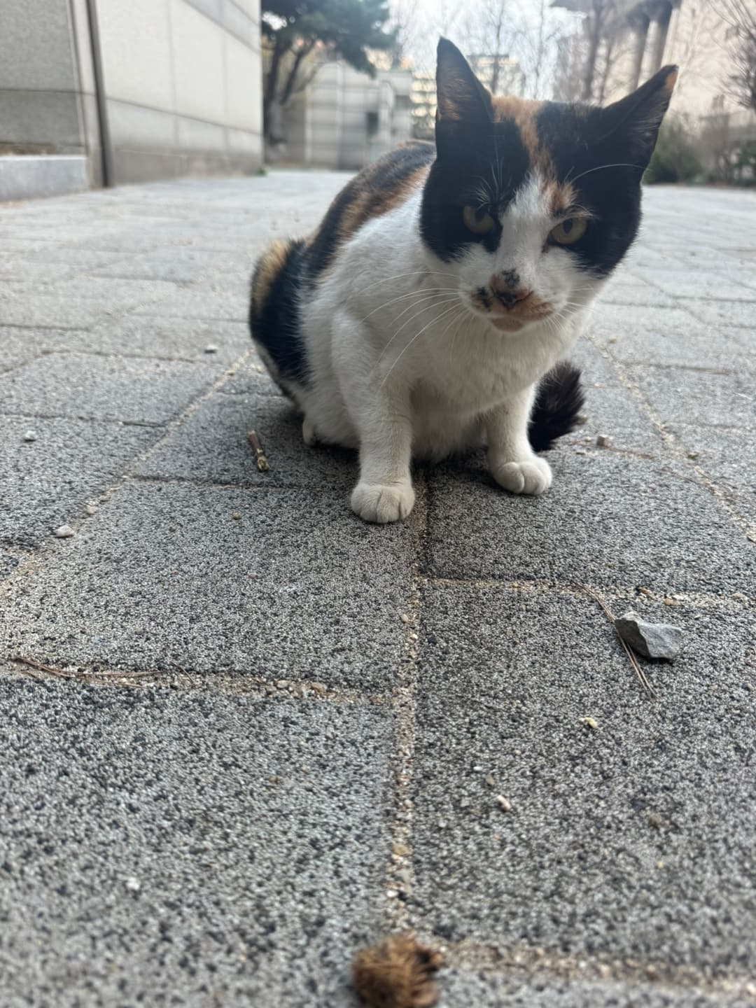 얼룩이