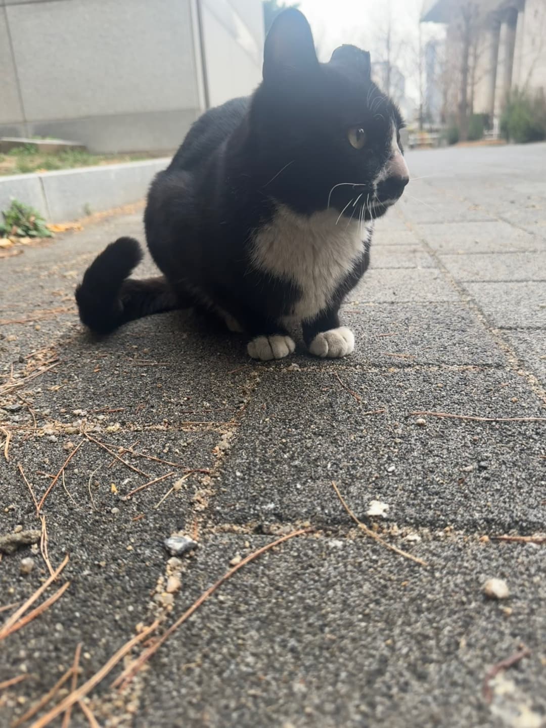 반달이