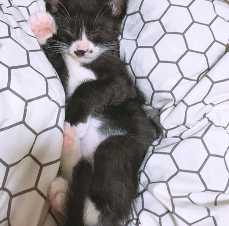 꼬물이