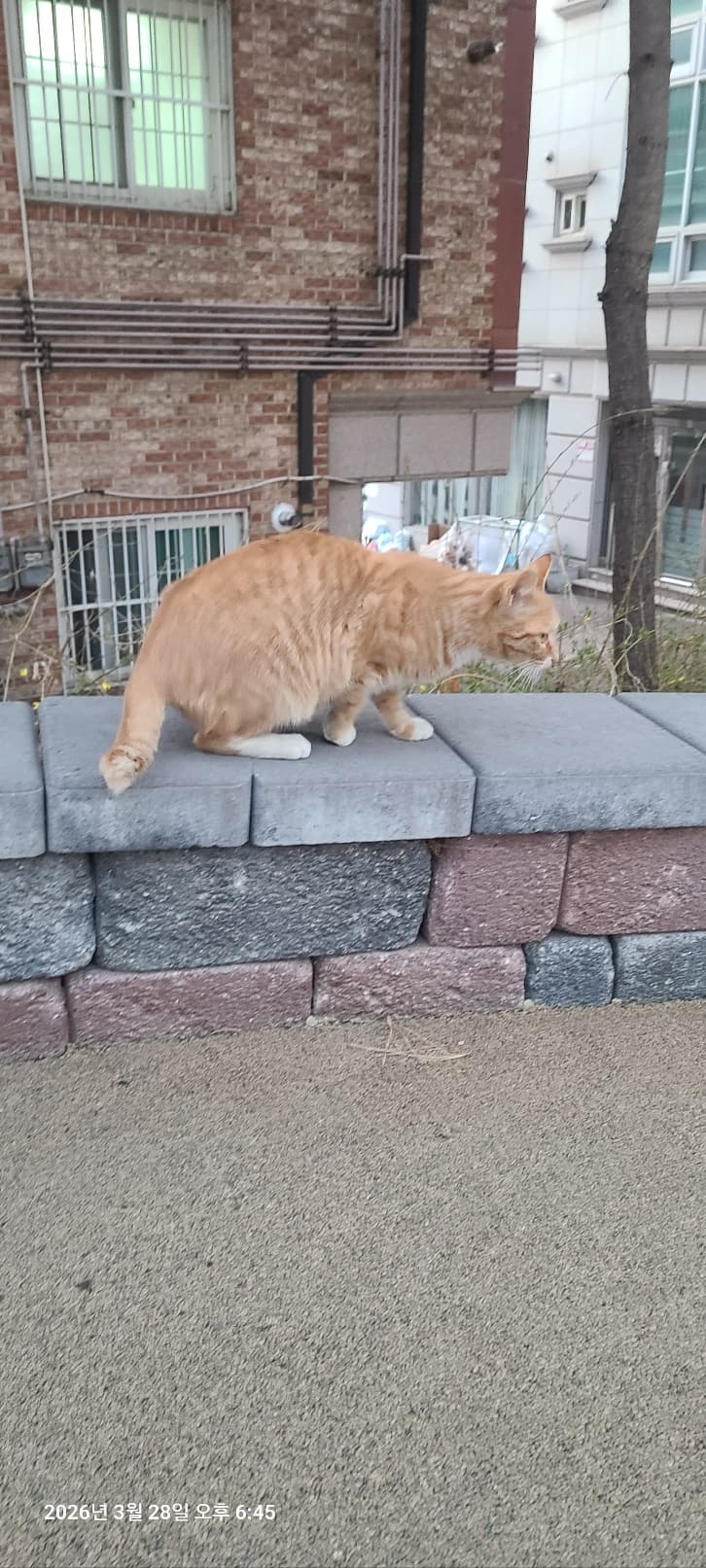 노랑이