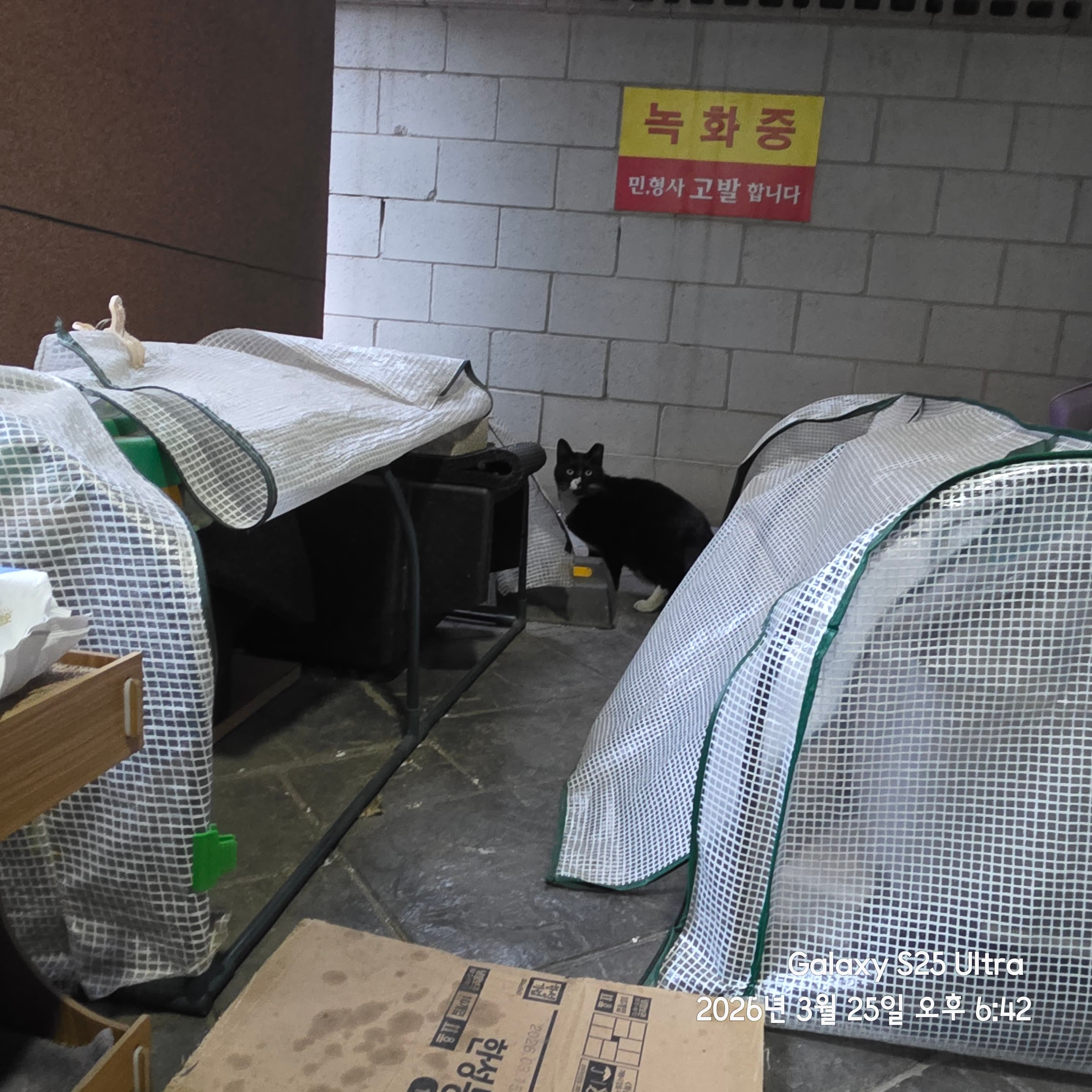 장군이
