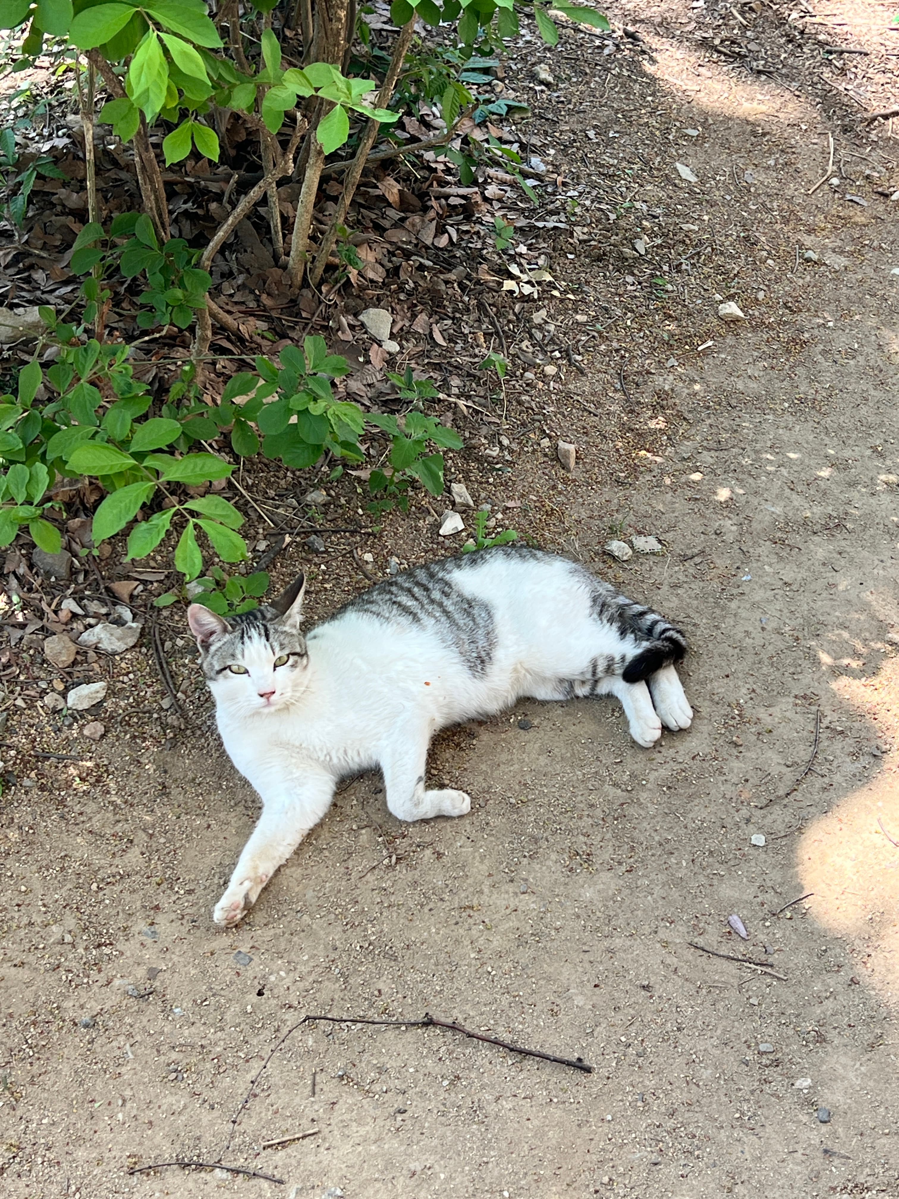 두부