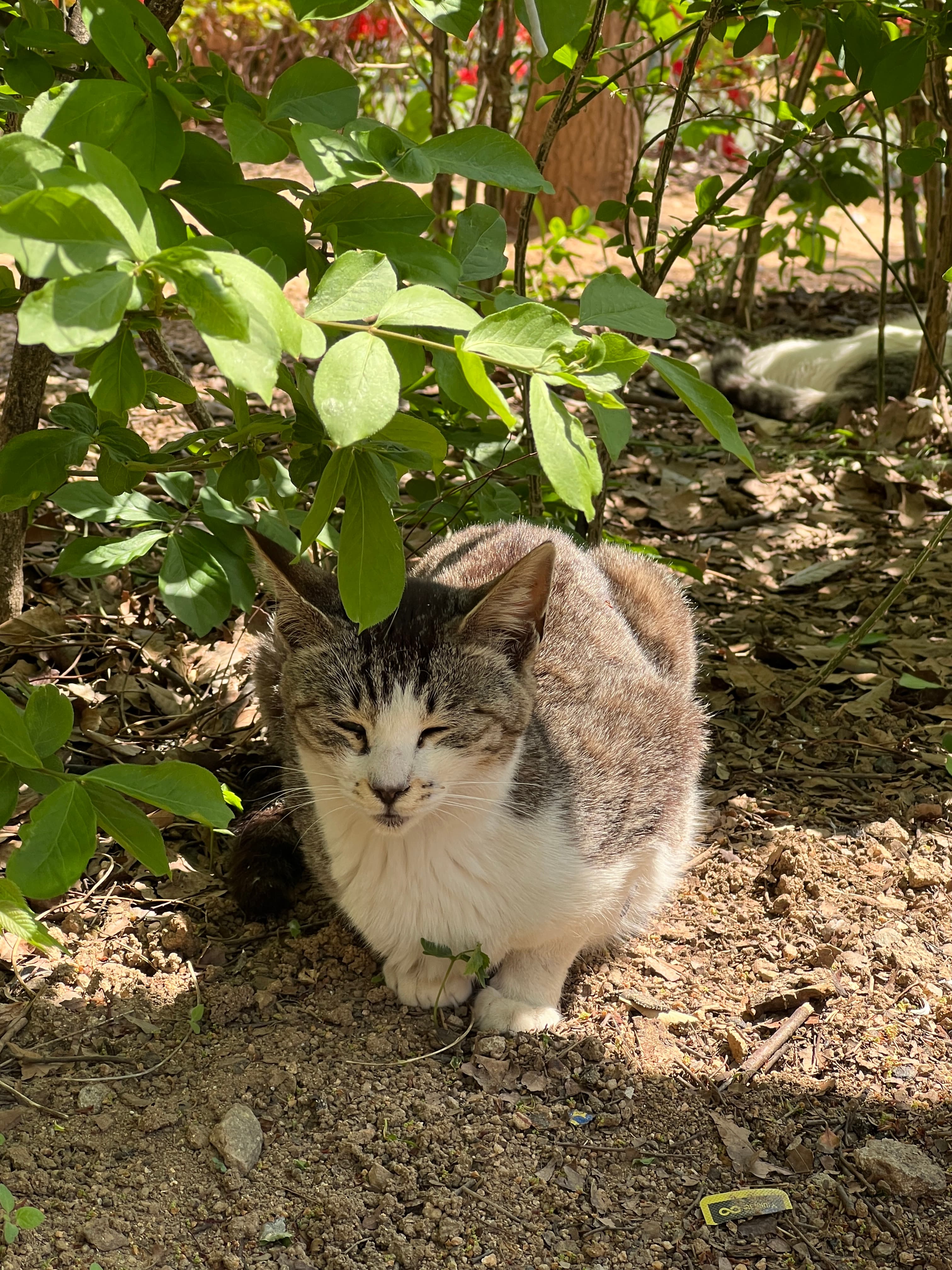 흰둥이
