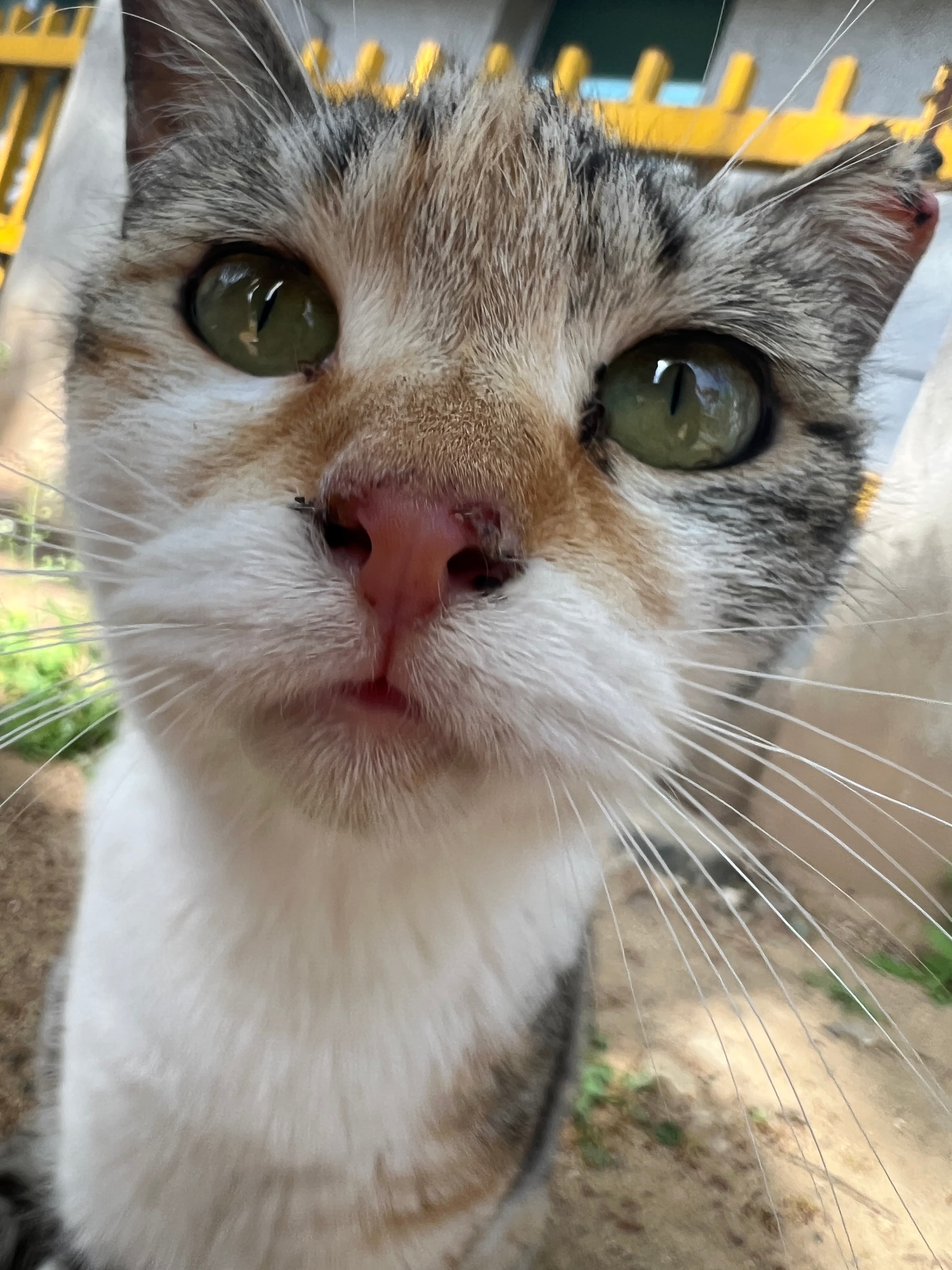 노랑이