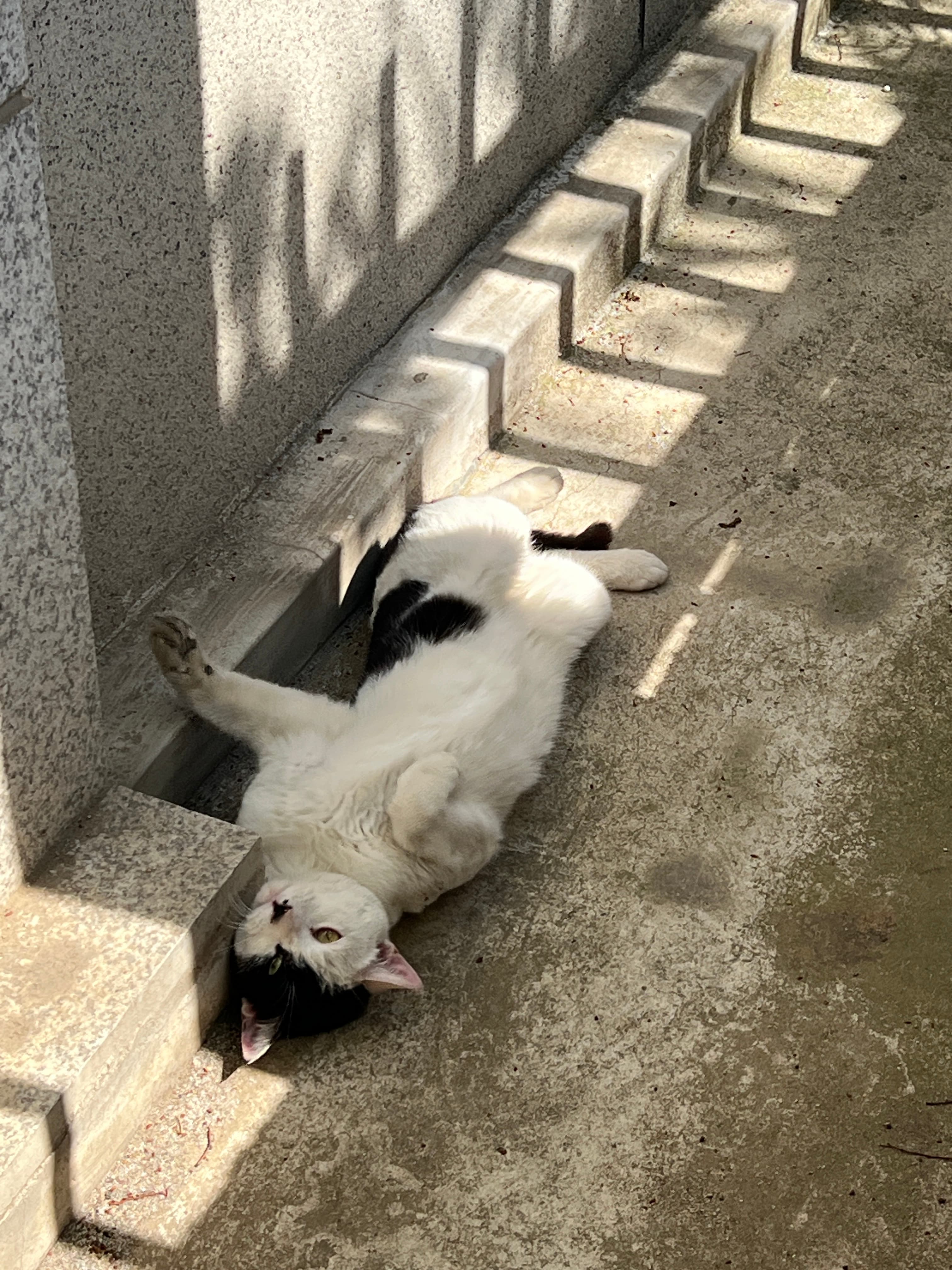 초코