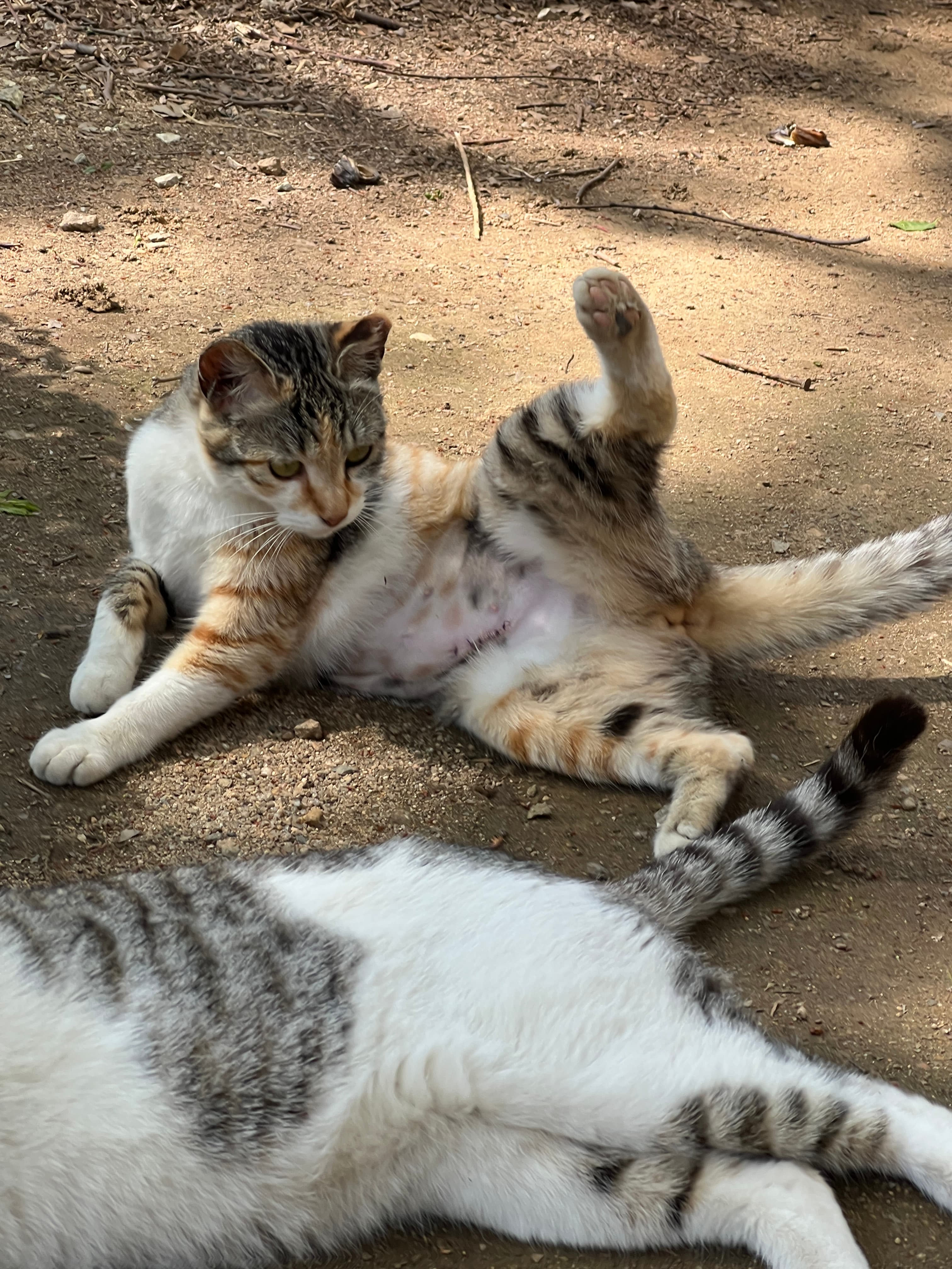 복덩이