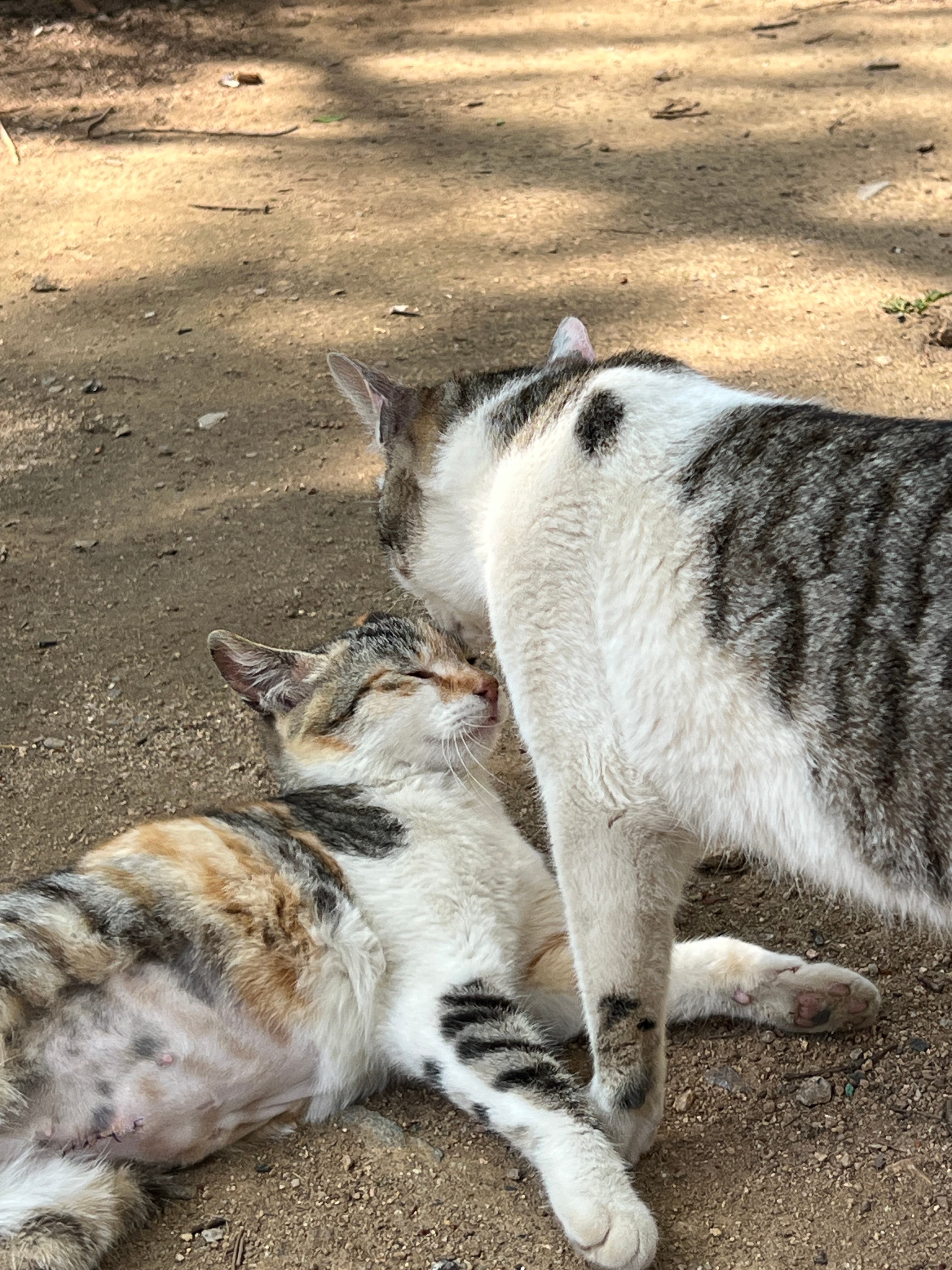 삼복이