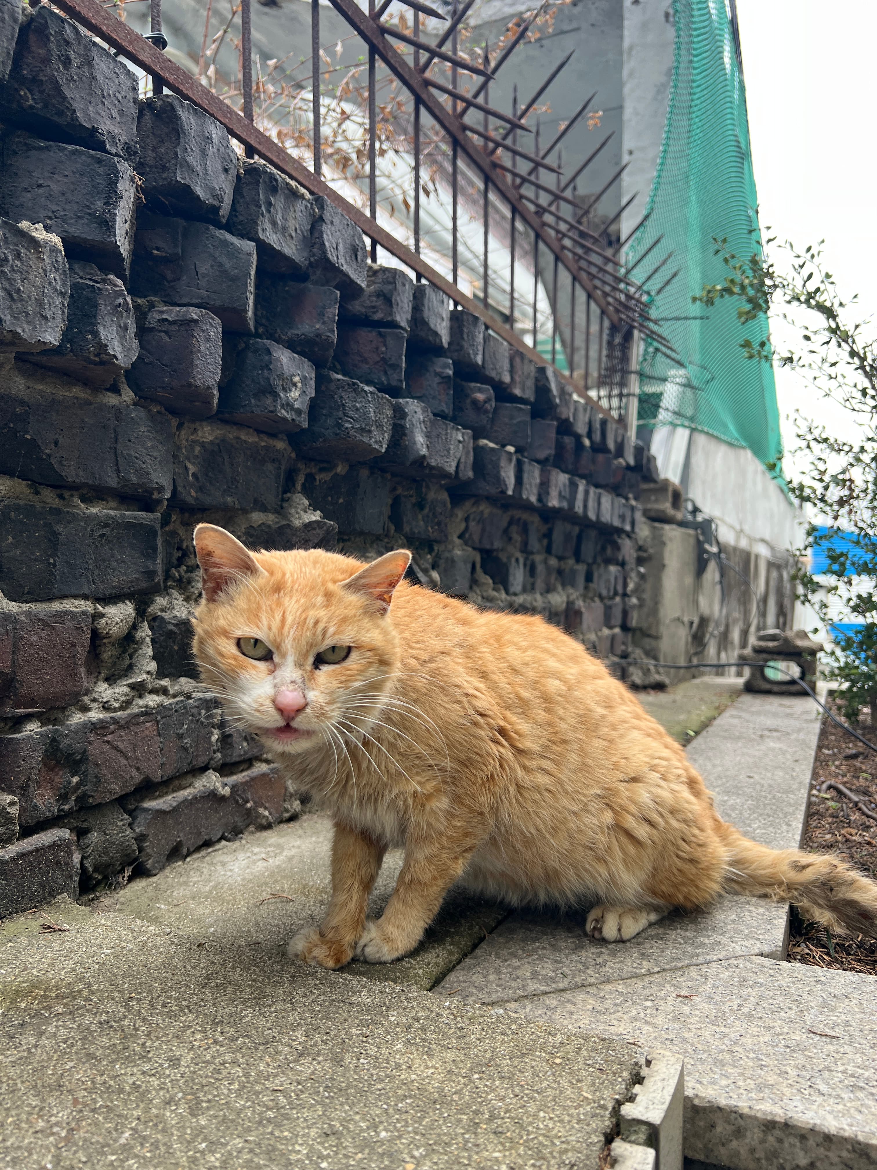 진주