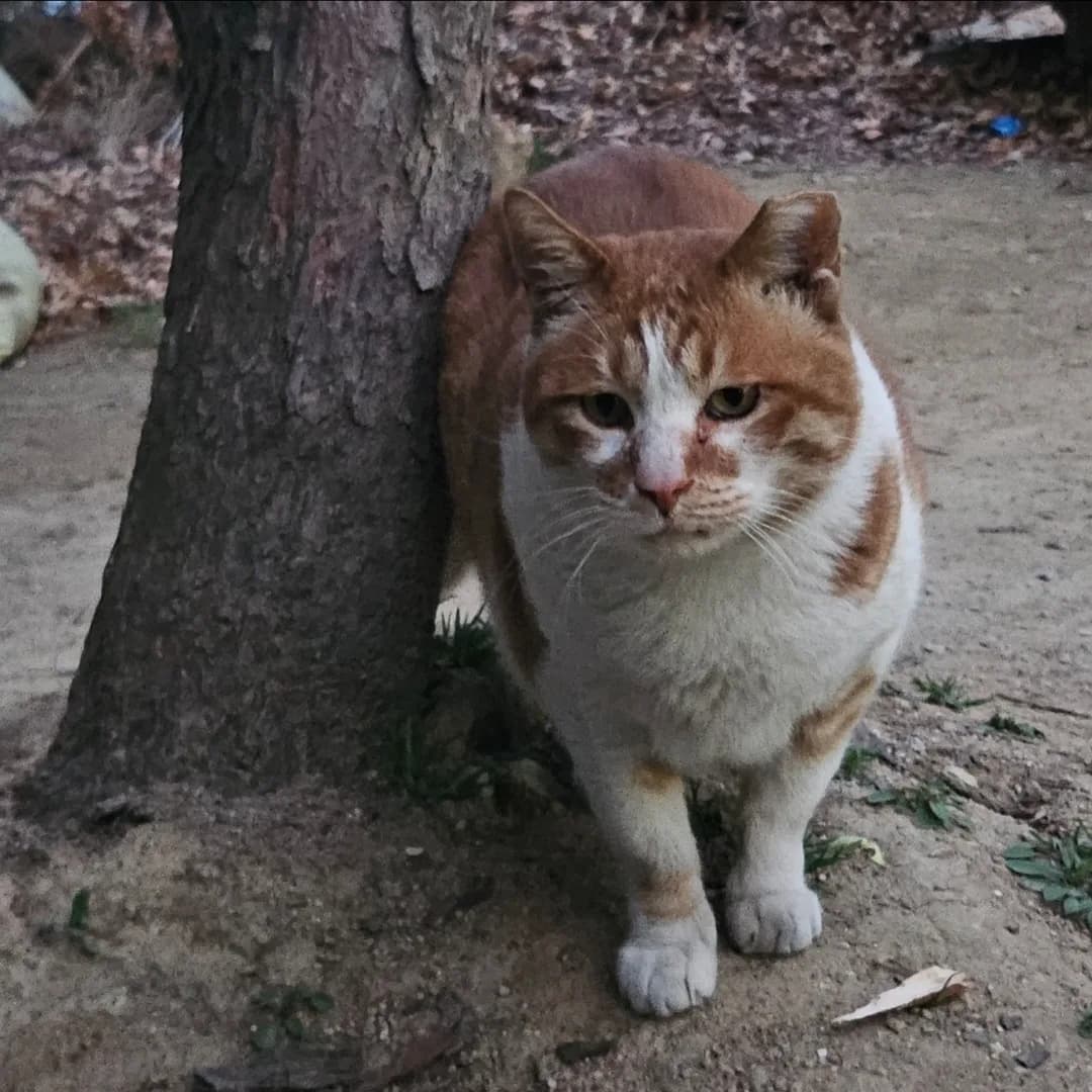 호두