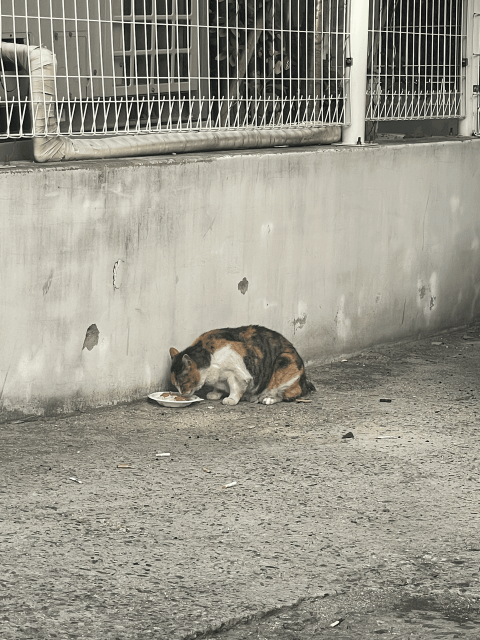 삼색이